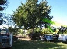 Kwikfynd Tree Management Services
benbournie